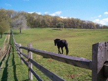 Pasture Photo 3