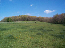 Pasture Photo 4
