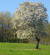 tree picture